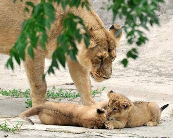 Bioparco Roma battezza due cucciole di leone asiatico, evento storico Bioparco Roma battezza due cucciole di leone asiatico, evento storico